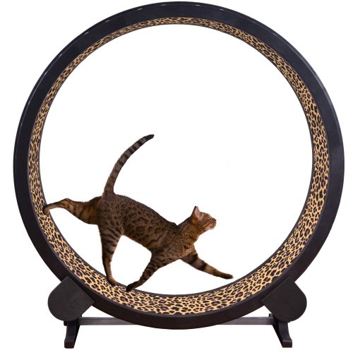 Cat Exercise Wheel 500x500